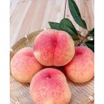 Саженец персика "Фламинго" Саженец персика "Фламинго"