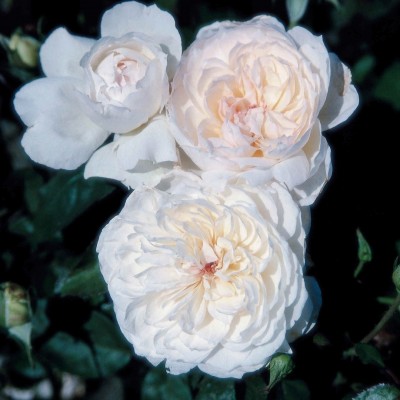 Саженец Роз Флорибунда "Болеро" Саженец Роз Флорибунда "Болеро"