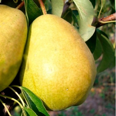 Саженец груши "Дельбараю" Саженец груши "Дельбараю"